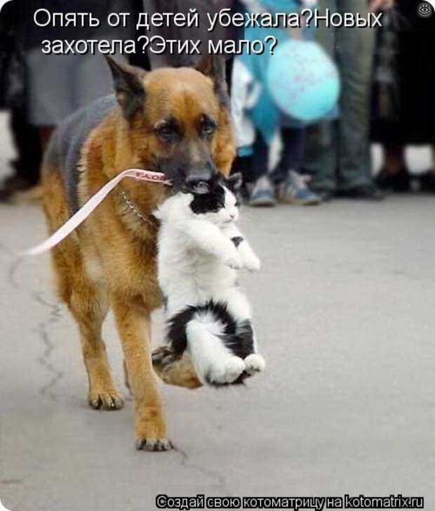 Приколы в котоматрице 34