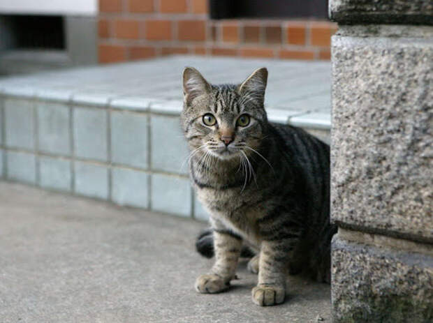 Как приручить уличную кошку к дому: советы и рекомендации