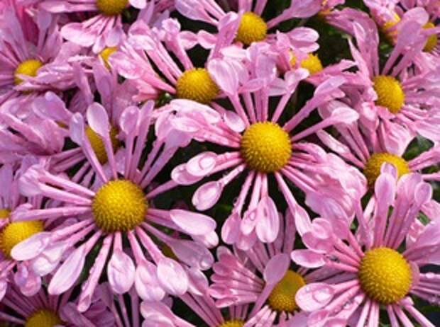 Дендратема, осенняя хризантема Дендратема, осенняя хризантема