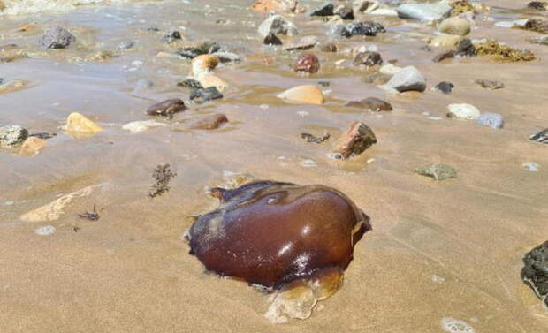Загадочное существо нашли на побережье Квинсленда