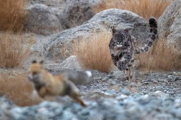 Дистанция вспугивания: когда зверь понимает, что пора делать ноги?