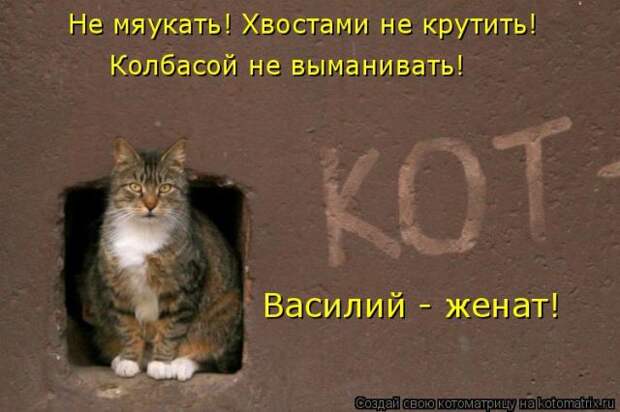 Лучшие котоматрицы недели (50 фото)