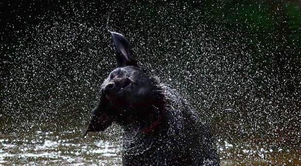 Лабрадор после купания весело, вода, животные, забавно, мило, собаки, собачьи игры, фото