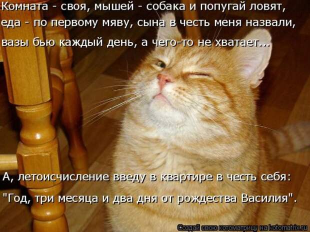 Лучшие котоматрицы недели (50 фото)