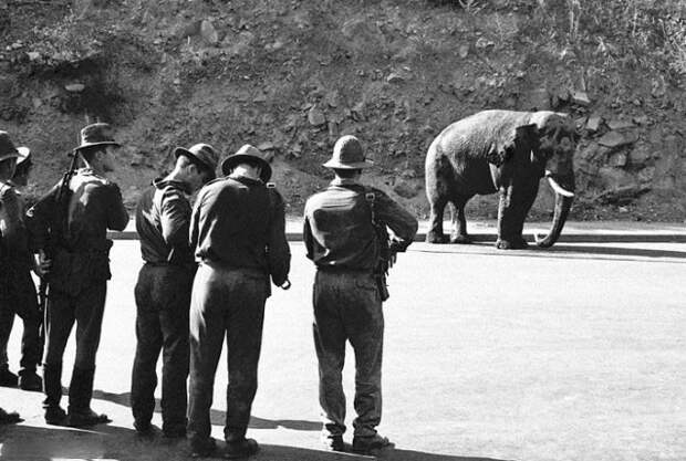 Расстрел ереванского слона, 28 июня 1970 года, СССР историческое фото, история