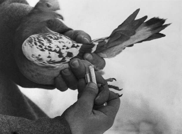 Как голуби помогли Красной Армии победить в Великой Отечественной