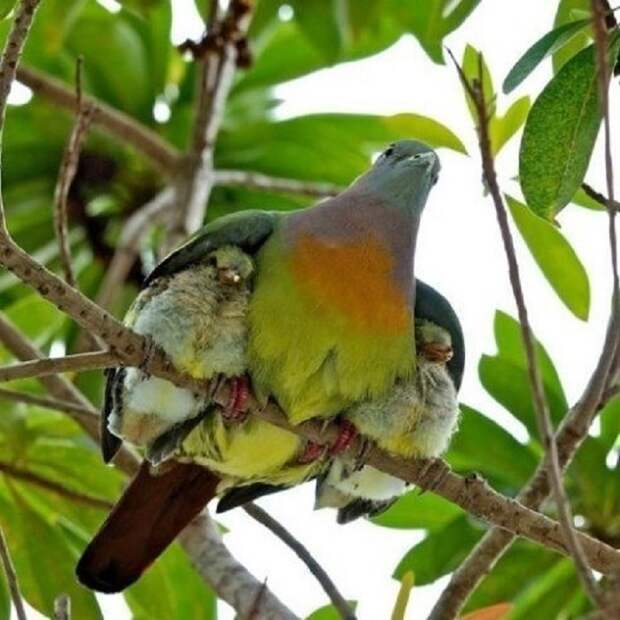 Два маленьких птенчика под крыльями матери.