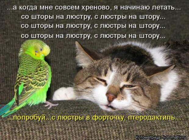 Котоматрицы(картинки с надписями)