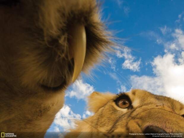 natgeocontest06 35 лучших фото животных на фотоконкурсе National Geographic Traveler