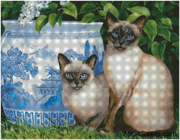 Сиамские кошки