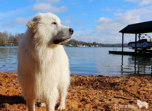 Great Pyrenees | It's Dog or Nothing