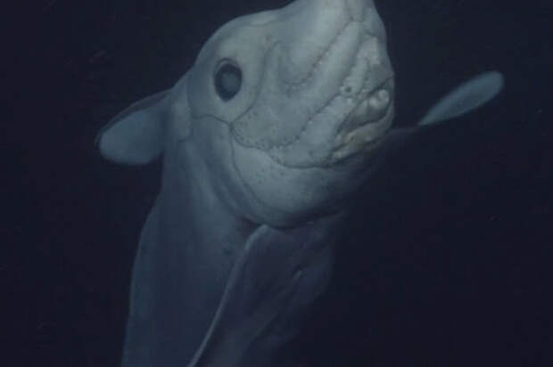 Жуткая древняя акула-призрак впервые показалась перед камерой! акула-призрак, видео, наблюдения, наука