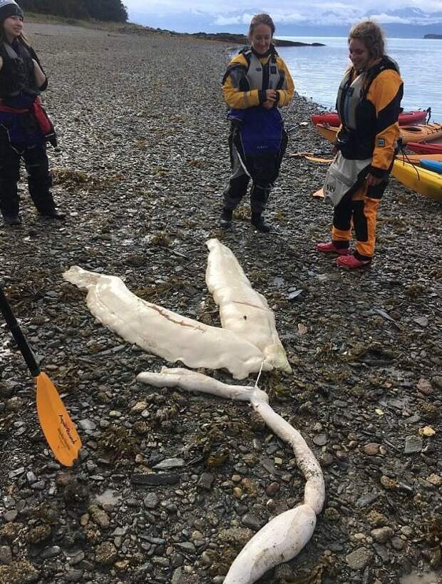 На берег Аляски море выбросило останки таинственного существа аляска, необычно, останки, познавательно, редкое животное, таинственное существо, тихоокеанская полярная акула, удивительная находка
