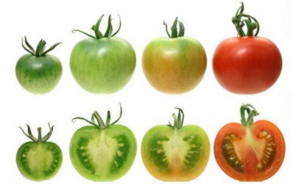 Интересные факты о пользе помидоров