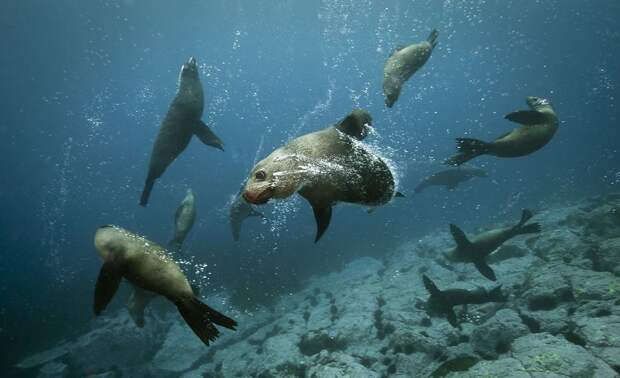 FurSeals08 Счастливые капские морские котики