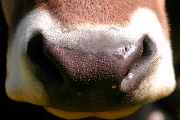 Фото №1 - Рогатое счастье: удивительные факты о коровах