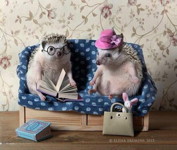 Тайная жизнь домашних ежиков Тайная жизнь домашних ежиков