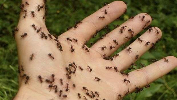 ants