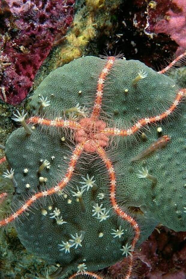 Морские звёзды — долгожители, некоторые виды живут до 30-35 лет. интересное, морские звезды, факты, фауна