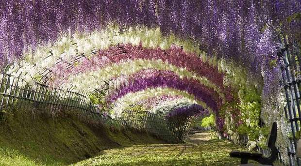В парке цветов Асикага расцвели тысячи глициний 