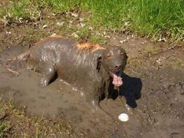 Картинки по запросу dog covered in mud
