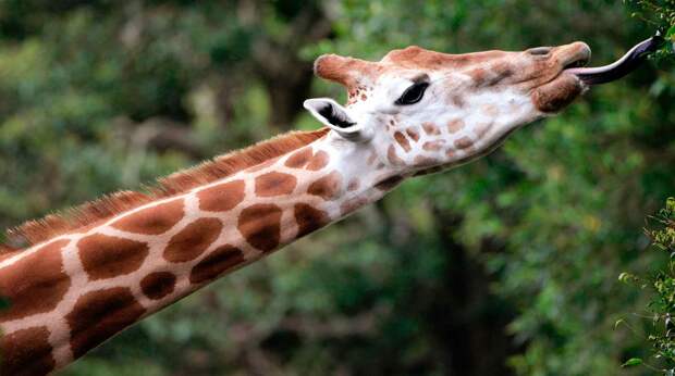 Язык жирафа очень длинный