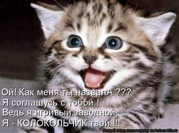 Свежая котоматрица на Бугаге (37 фото)