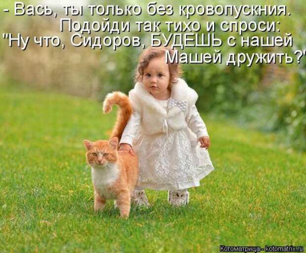 Новая котоматрица (37 шт)