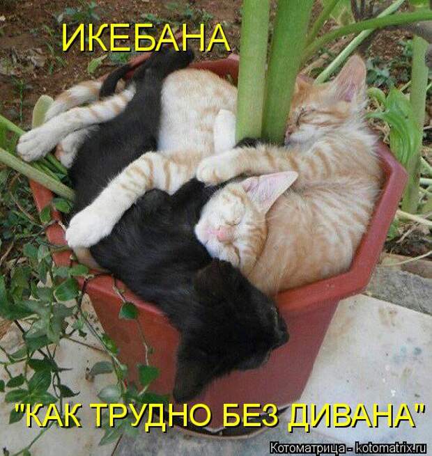 Котоматрица: ИКЕБАНА "КАК ТРУДНО БЕЗ ДИВАНА"