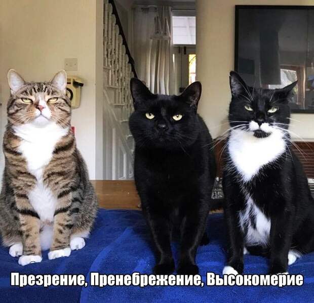 Подборка картинок. Вечерний выпуск (52 фото)