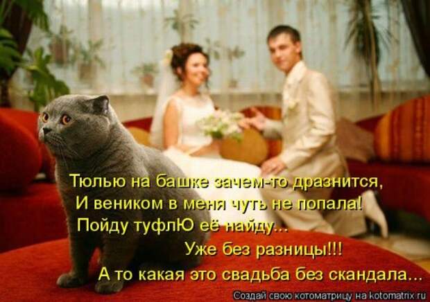 Новая отличная котоматрица (38 фото)