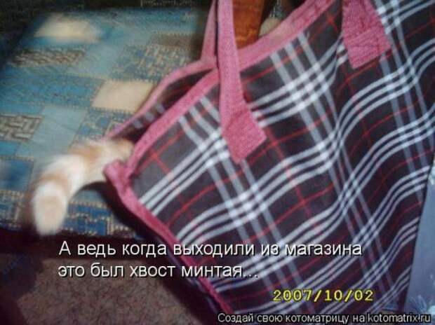 Котоматрицы (картинки с надписями)