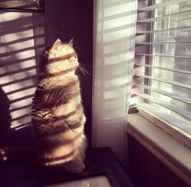 cat-standing-on-2-legs-george-30