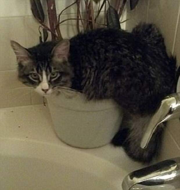 Я - дикий зверь из джунглей! животные, коты, смешно, фото