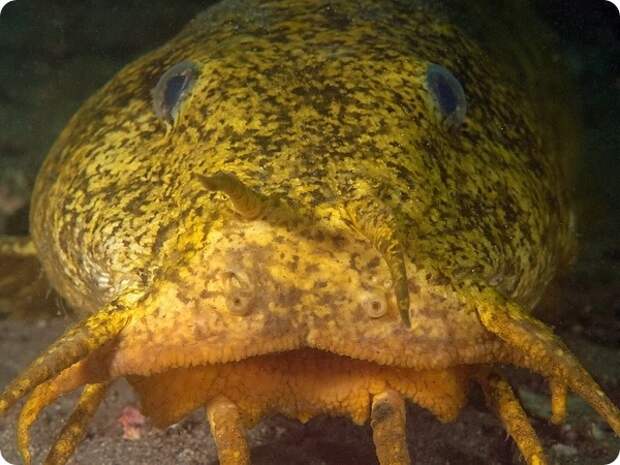 Южноавстралийский угрехвостый сом (лат. Cnidoglanis macrocephalus)