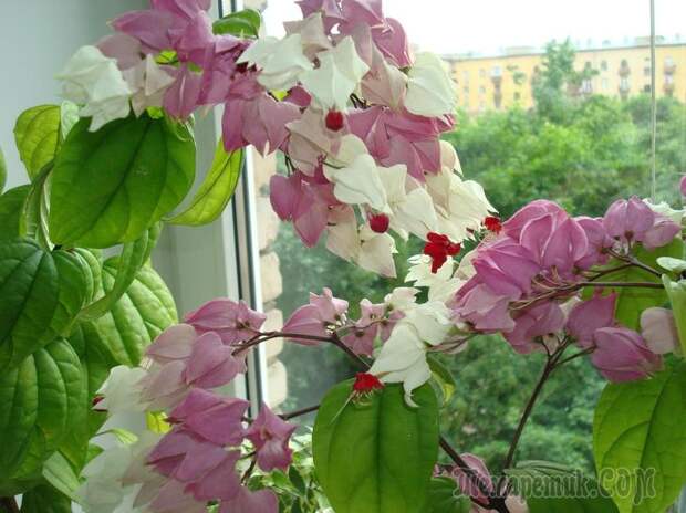 Почему не цветет клеродендрум — уход в домашних условиях