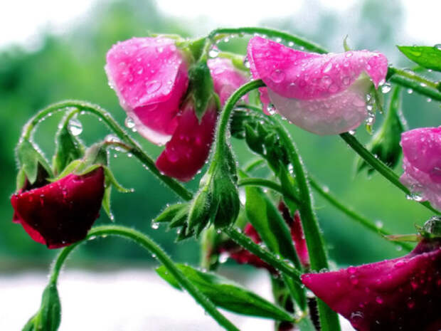 Розовое царство дождя