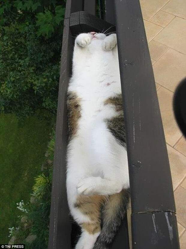 Я - цветочек! животные, коты, смешно, фото