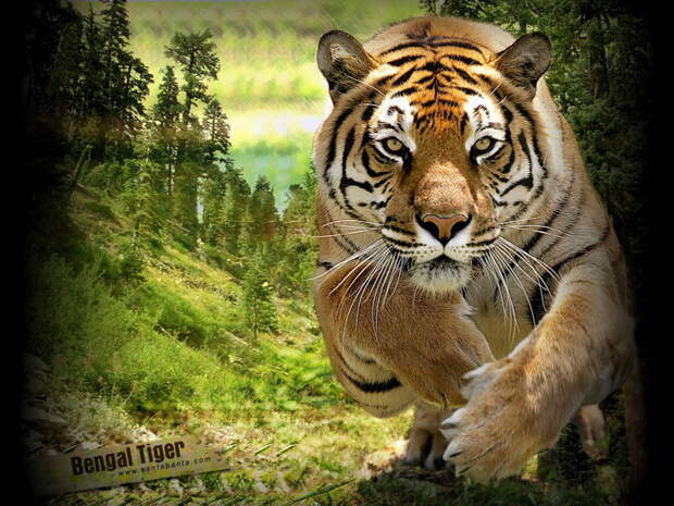 Интересные факты. Тигры животные, факты