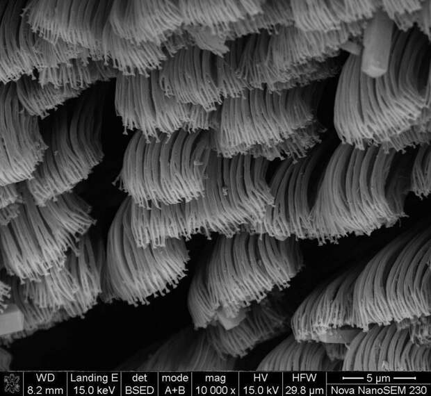 17 микрофотографий, которые покажут с новой стороны мир, что кроется у нас под носом