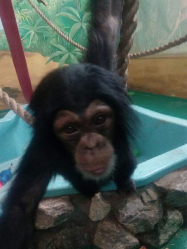 Новосибирский зоопарк приютил двух детенышей шимпанзе, отобранных у контрабандиста
