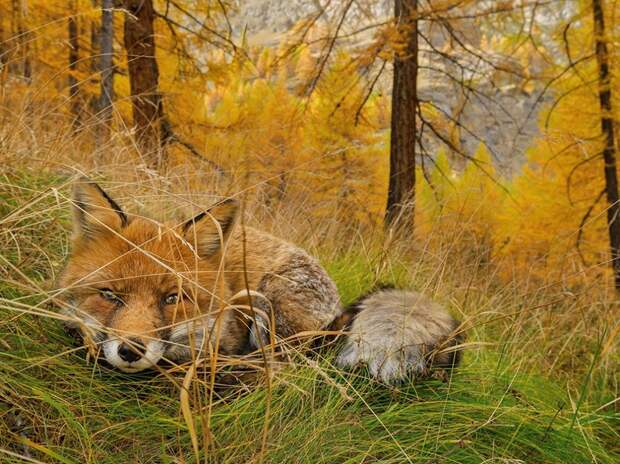Лучшее от National Geographic (1)