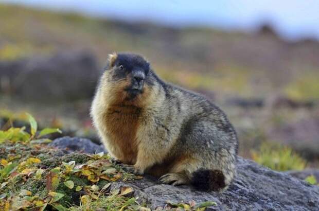 Монгольский сурок (Marmota sibirica) фото