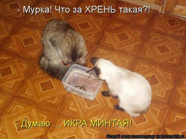 Котоматрица на Бугаге (33 фото)