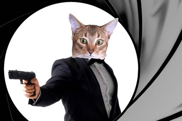Как в ЦРУ пытались сделать из кошек «киборгов-шпионов»