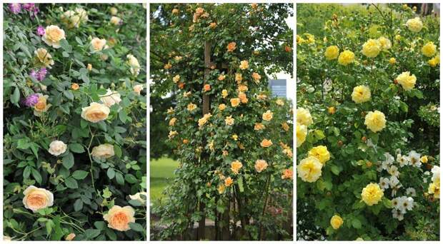 Желтые плетистые розы: 16 лучших сортов с фото и хитрости выращивания