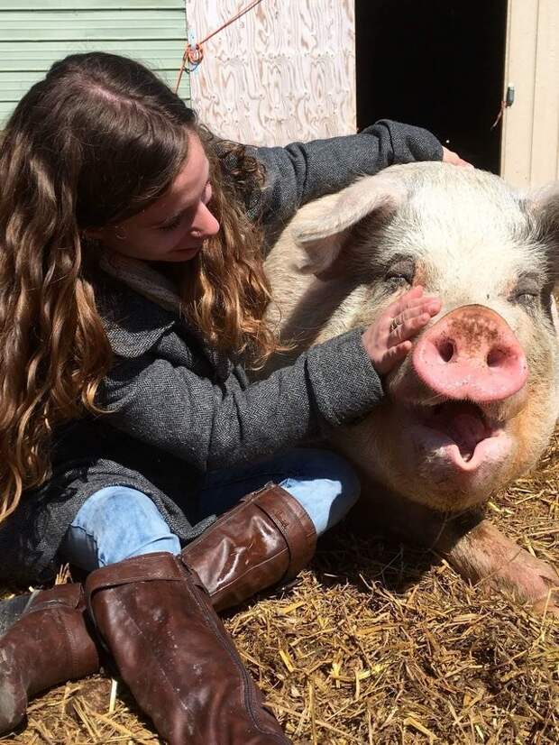 Эта девушка не пожалела денег и времени на то, чтобы спасти своего любимца доброта, дружба, свинья, ферма