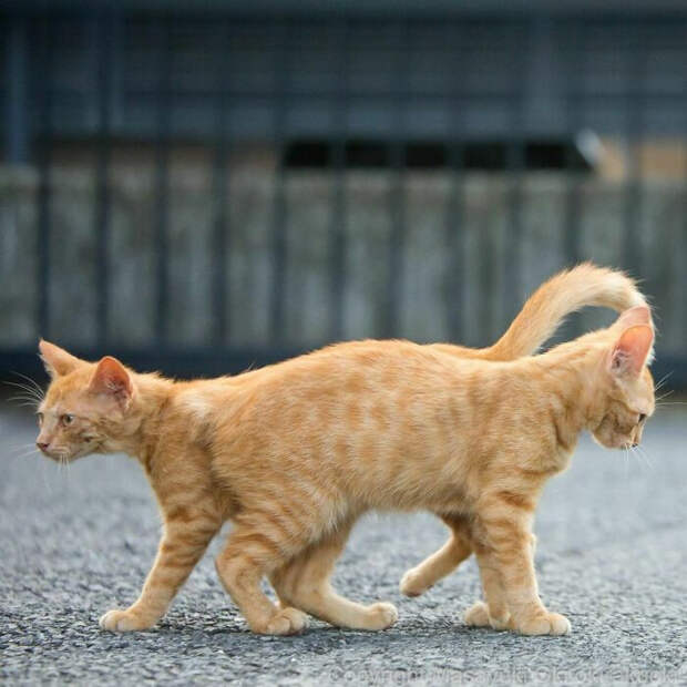 Уличные котики Токио на снимках Масаюки Оки
