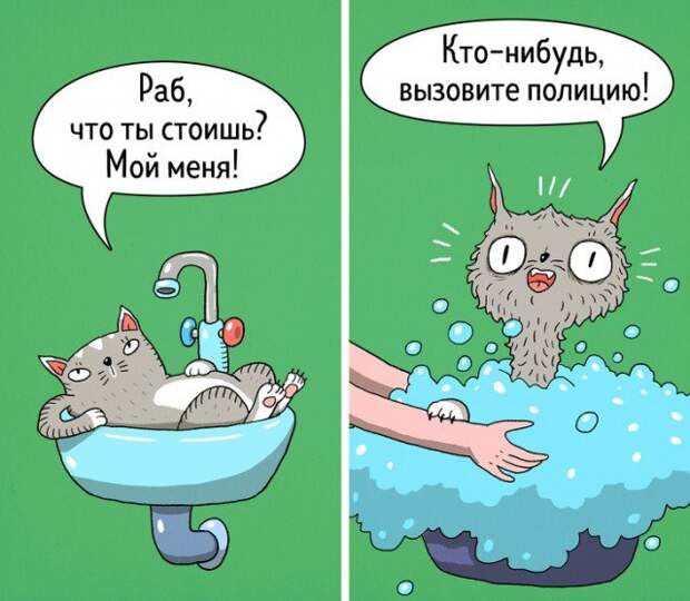 Кошки - самые противоречивые создания на планете
