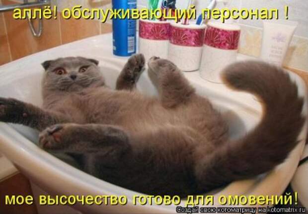 Котоматрицы....самые прикольные